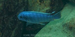 Labeotropheus fuelleborni 'Border'